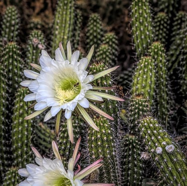 Two white flowers on a cactus plant that is called sherpent cactus