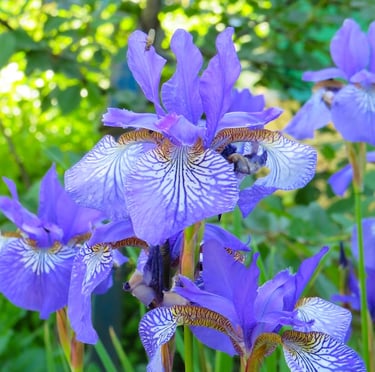 a beautiful purple spring flower named Iris