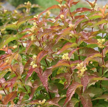 multiple Diervilla bush stems with tiny yellow flowers