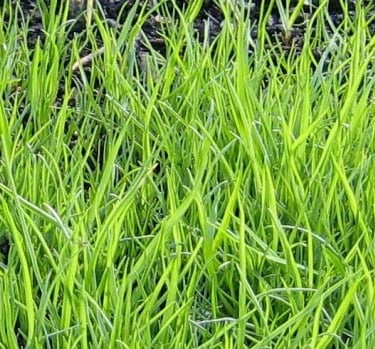 a space full of weeds that look like grass