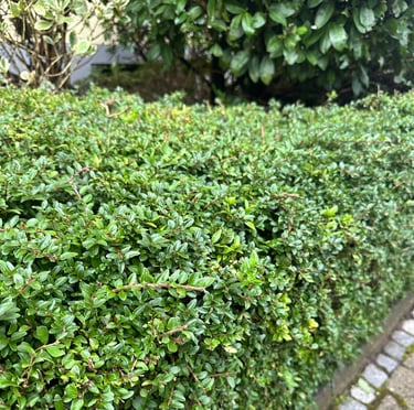 a low maintenance Boxwood hedge with tiny leaves