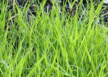 a space full of weeds that look like grass