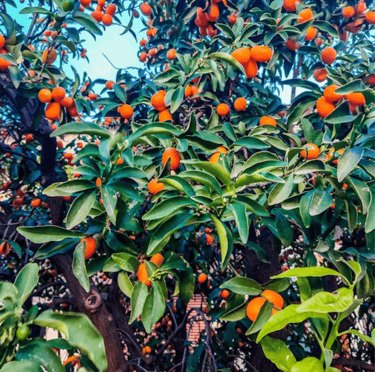 a Kumquat bush with a bunch of Kumquat fruits