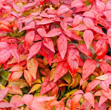 pinkred Nandina bush leaves