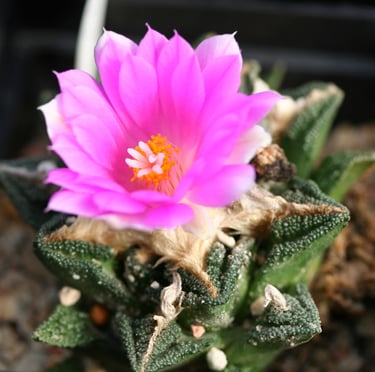 a miniature Star Rock Cactus with a pink flower