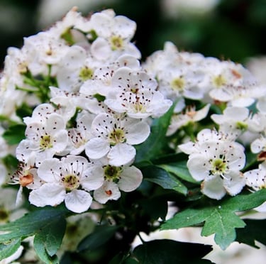 an Indian Hawthorn bush with white flowers