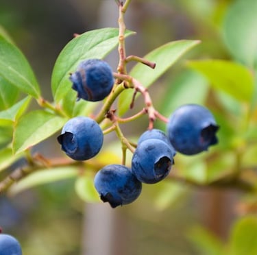 multiple Blueberries growing on a leafy bush