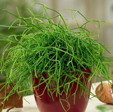 Japanese green Mistloe Cactus in a pod 