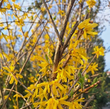 a Forsythia shrub with yellow flowers on green grass