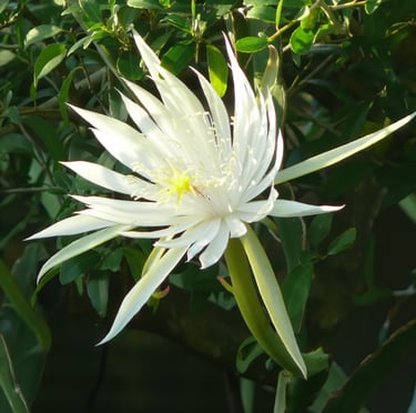a white nightblooming flower with a green leafes