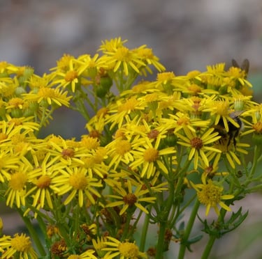 Common Ragwort yellow weed flowers