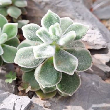 a miniature succulent cactus plant with green leaves
