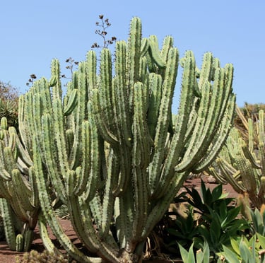 a lot of bush-like and tall Blue Myrtle Cacti in a desert