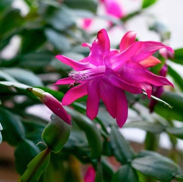 a small green Christmas Cactus with pink blooms