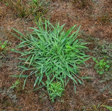 bright green ling Crabgrass leaves growing on the ground