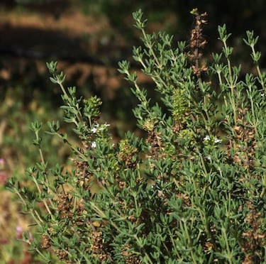 Creeping Thyme ground cover plants in a garden