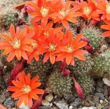 flowering South American Orange Crown cacti