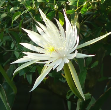 a white nightblooming cactus flower on a green leafy plant which is called Hooker's Orchid Cactus