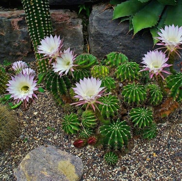 a lot of small cacti with white flowers