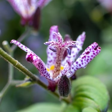one coloroful Toad Lily flower in pink, purple and white