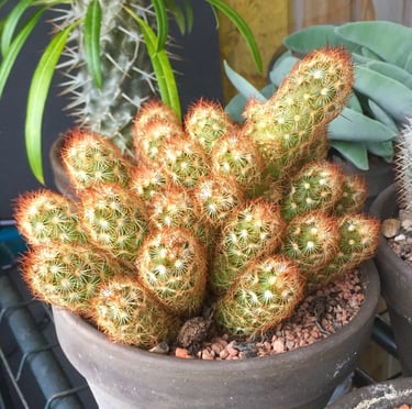 the Lady Finger Cactus with orange spines