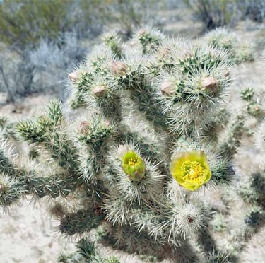 one Cane Cholla cactus with a yellow flower and white thorns