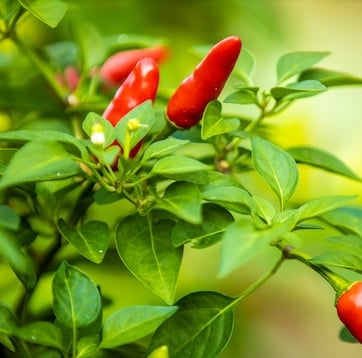 a leafy June pepper plant with red pepprs