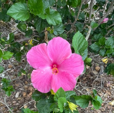Enjoying nature after meeting with Judy Waitley at Empower Change Counseling