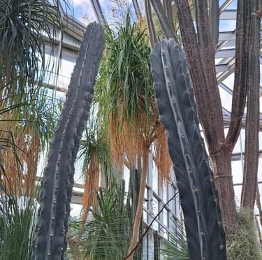 two tall cacti standing between other high cactus plants