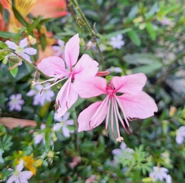 two tiny and pink Asian flowers