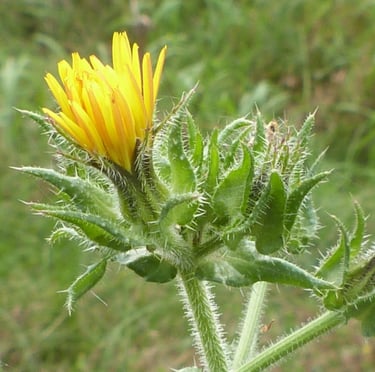 a green weed in a grassy place