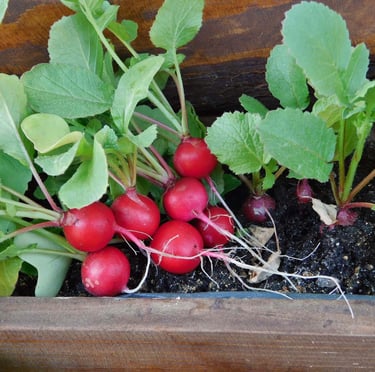 multiple healthy Radishes growing in a container