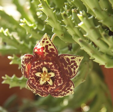 a tiny, brown Star Cactus flower