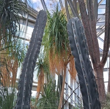 two tall cacti standing between other high cactus plants