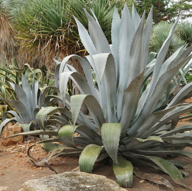 an outdoor Agave Americana with large leaves
