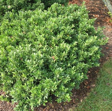 one small and green low maintenance shrub