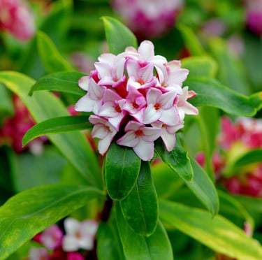 a green Winter Daphne flowering bush