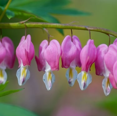 a shade bush called bleeding Heart with Pink flowers