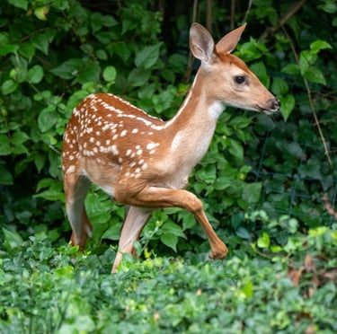 a deer entering a garden