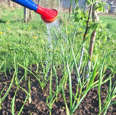 a person watering garden plants correctly