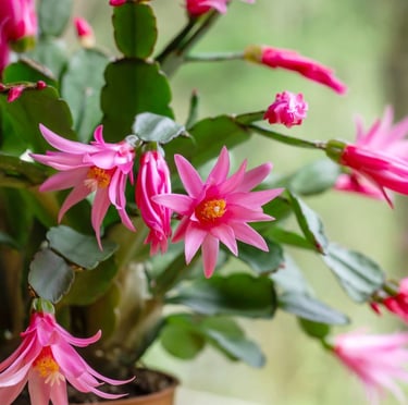 green Easter Cactus stems with pink flowers