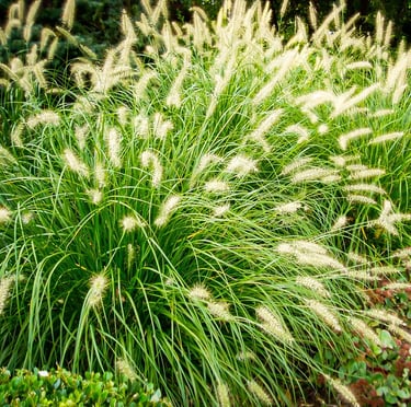 green and white Dwarf Fountain Grass