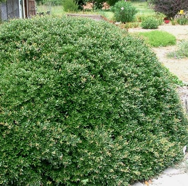 one small green low maintenance bush
