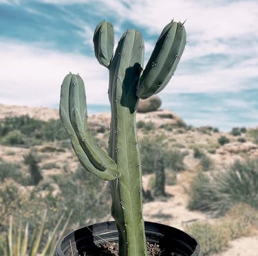 a dark green Columnar Cactus with few spines in an outdoor desert 