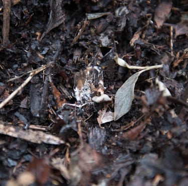 a bunch of compost with benefits but also disadvantages