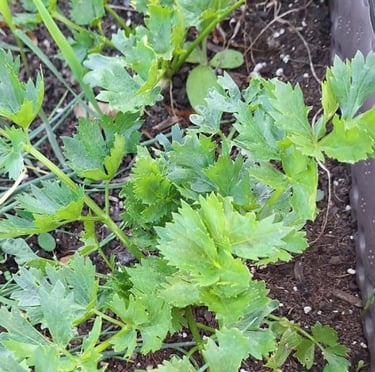 green Parsley herbs that are ready to harvest