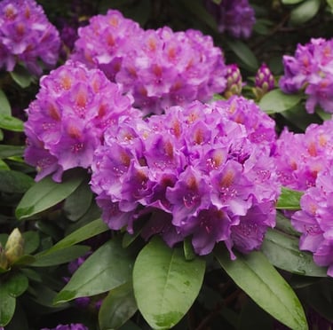 big purple dwarf flowers called Rododeron