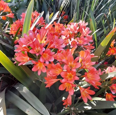 multiple orange drought tolerant Clivia flowers