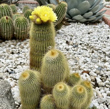 a Lemon Ball cactus plant with a yellow flower in a stony garden