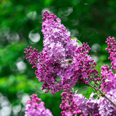 a bunch of pink and purple spring Lilac blooms on a stem